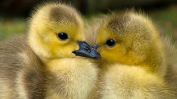 ducklings 