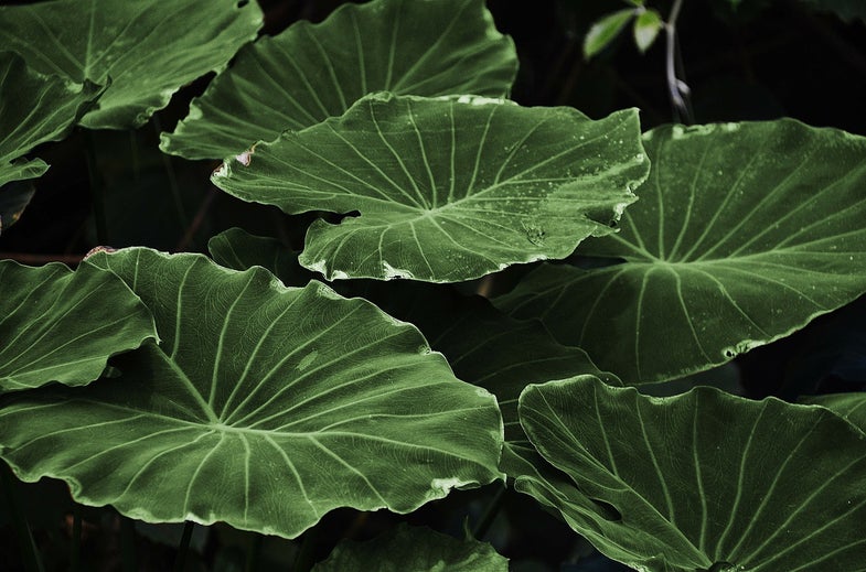 The bionic leaf seems poised to lead a fertilizer revolution