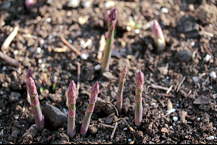 asparagus growing from the ground