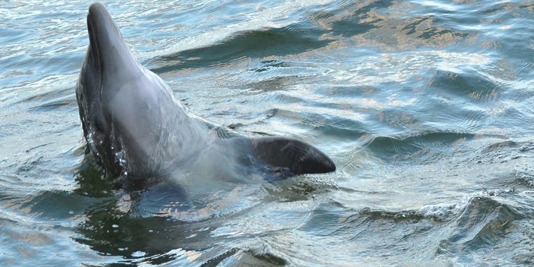 Dolphins beat up octopuses before eating them, and the reason is kind of horrifying
