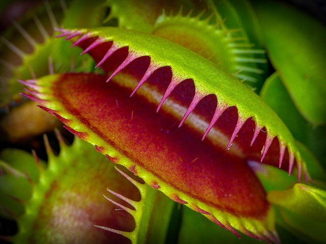 Researchers used the Venus flytrap as inspiration for their soft micro-robot.