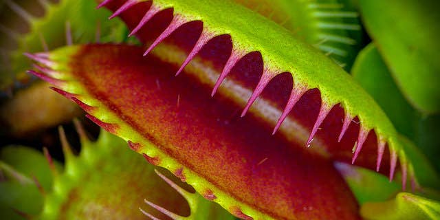 This micro-robot mimics the ingenious grasp of a Venus flytrap