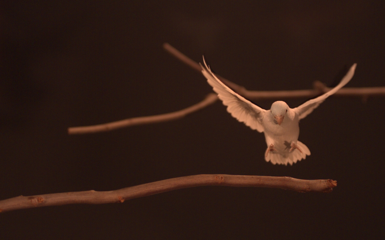 Hopping parrotlets could teach robots how to fly