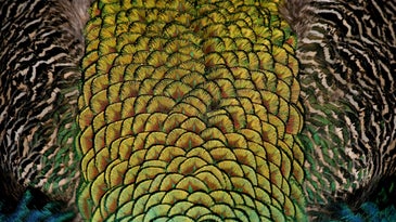 colorful bird feathers 