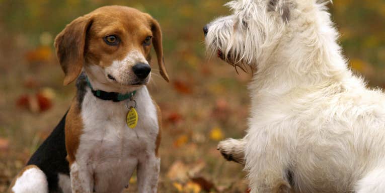 New study asks how your favorite doggos came to be