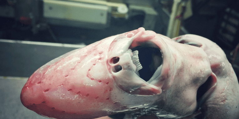 Don’t hate on deep-sea critters. They’ve got to be weird to survive.