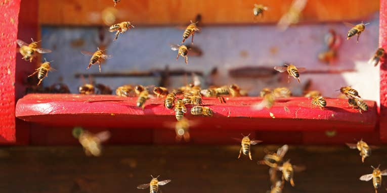 Watch these bees attack a baseball game—then learn why they did it