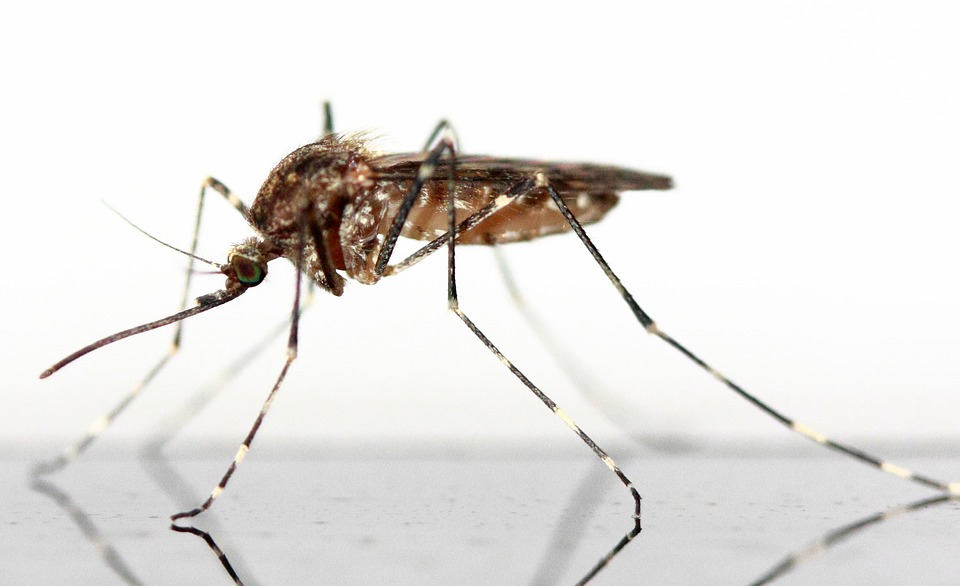 We may finally know how mosquitoes fly