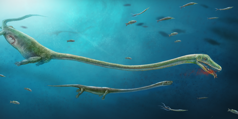 Crocodile’s ancient cousin defied family norms, gave birth to live young