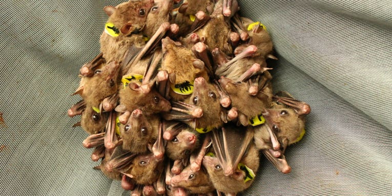 Now we know what an angry, hungry bat sounds like