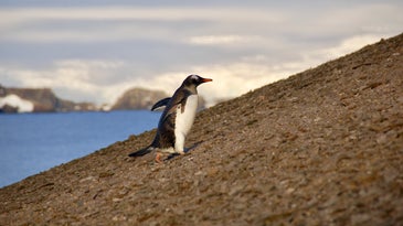 penguin climbing
