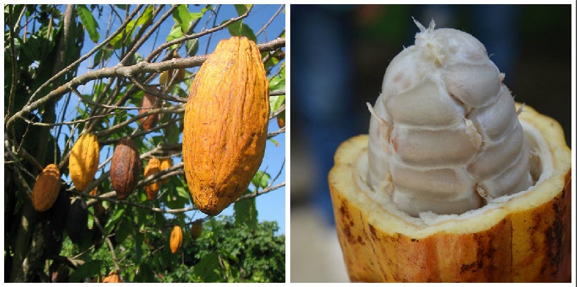 ripe cocoa plant pods