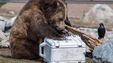 The week in tech: tunnels, coolers, and bears. Oh my.