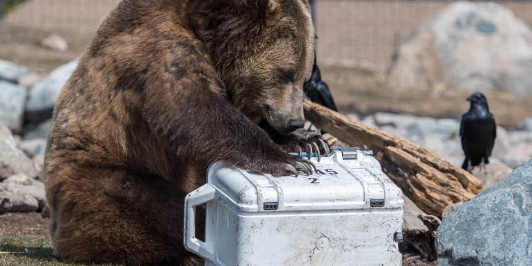 The week in tech: tunnels, coolers, and bears. Oh my.