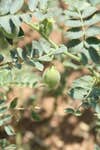 growing chickpea plant