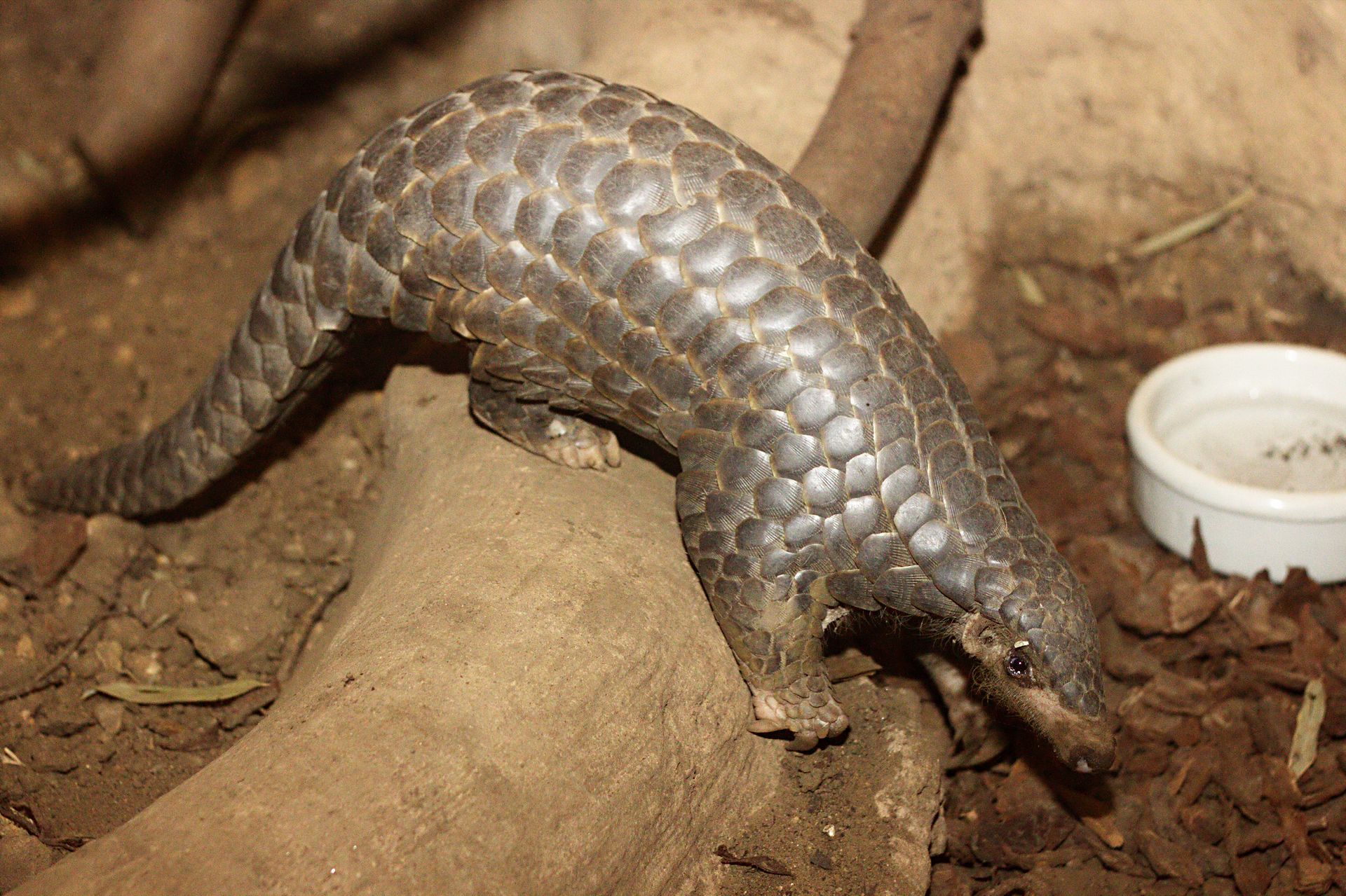 WTF is a pangolin? Fall in love with this sentient artichoke before it goes extinct