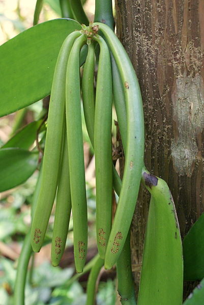growing vanilla plant & green pods