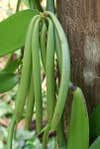 growing vanilla plant & green pods