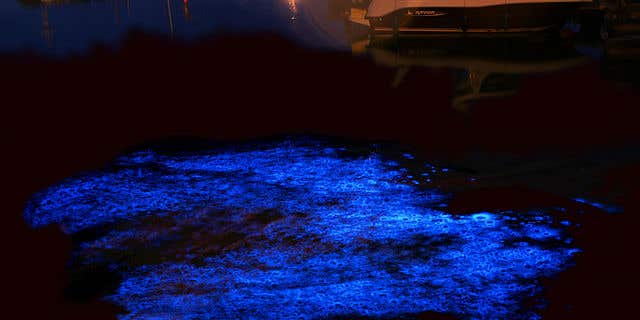 Tasmania’s gorgeous, glowing water is a sign of something sinister