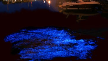 bioluminescence belgium