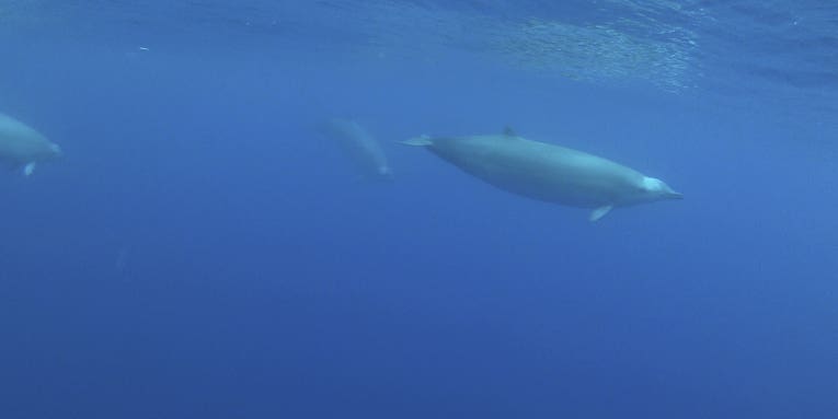 Here’s the first video of one of the planet’s most elusive beaked whales