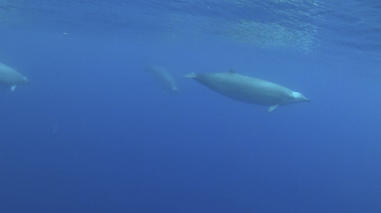 underwater image of true's beaked whale