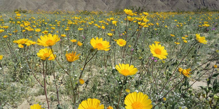 Don’t go to Death Valley looking for a ‘Super Bloom’