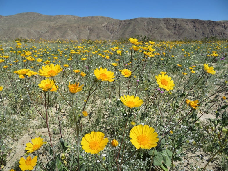 Flowers in full bloom in Anza-Borrego Desert State Park.