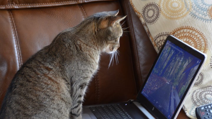 Cat at computer.