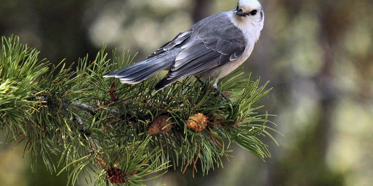 The embattled campaign for Canada’s national bird