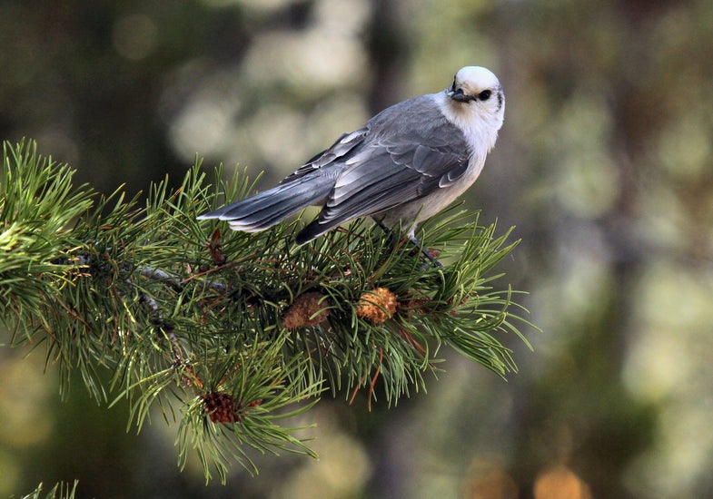 The Canadian government has never named a national bird, to the dismay of many citizens. Bird lovers have rallied behind an unexpected choice: the tough, friendly gray jay.