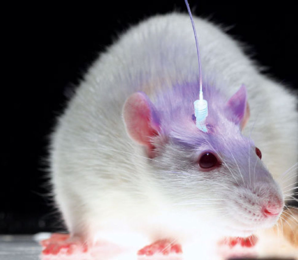 3 weird ways we can remotely control animals and bacteria