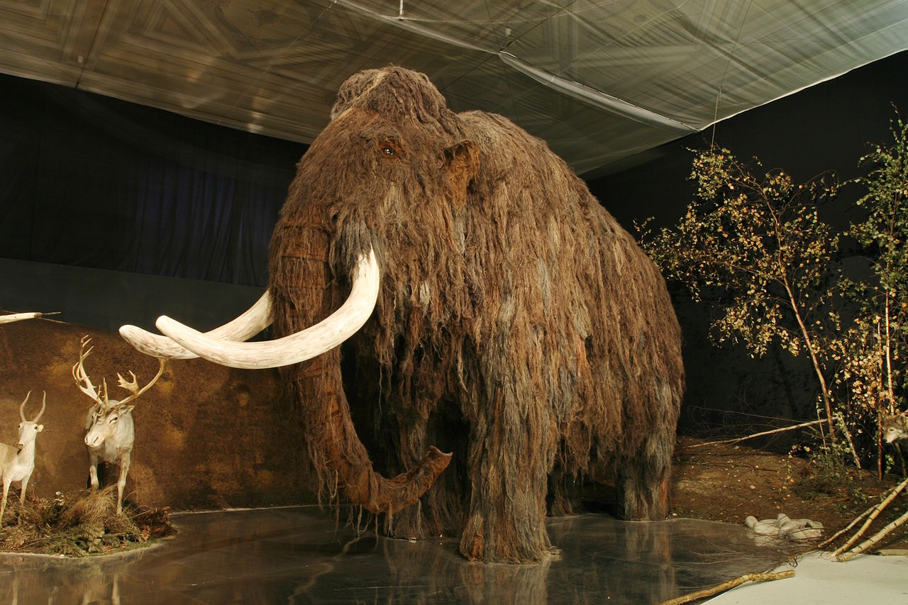 The woolly mammoth die-off was even sadder than you think