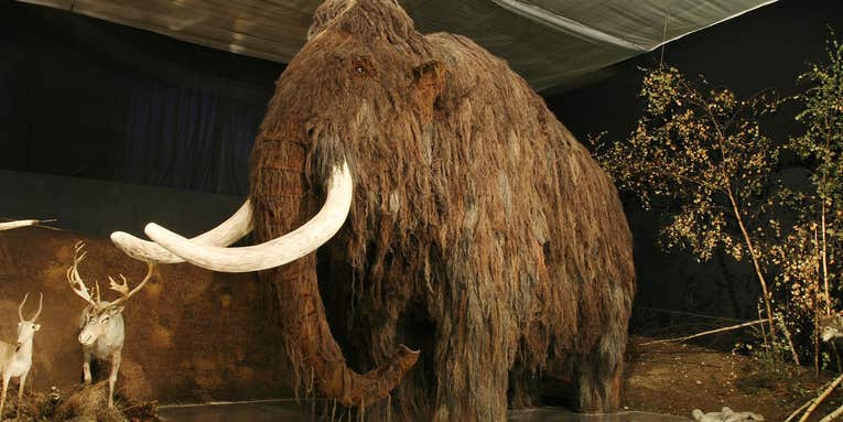 The woolly mammoth die-off was even sadder than you think