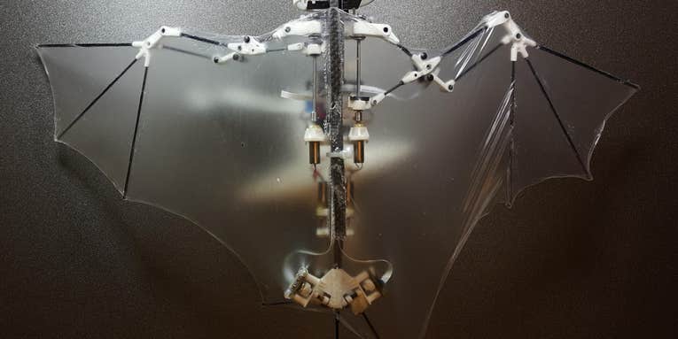 Bat Bot flies through the air on whisper-thin wings