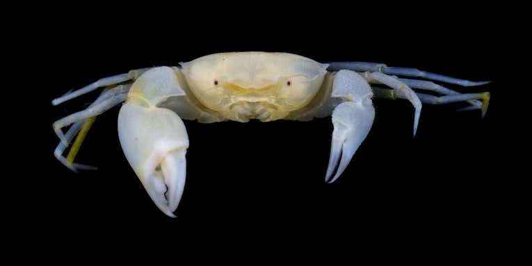 New ‘Harry Potter’ crab species casts a spell