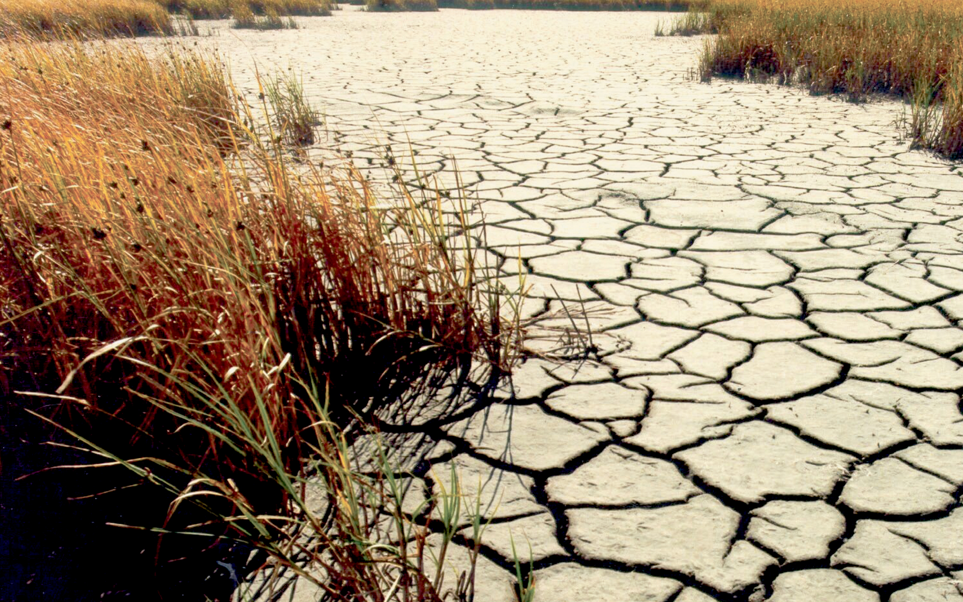 IBM Watson Can Help Find Water Wasters In Drought-Stricken California