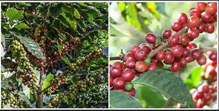 coffee plant & coffee berries