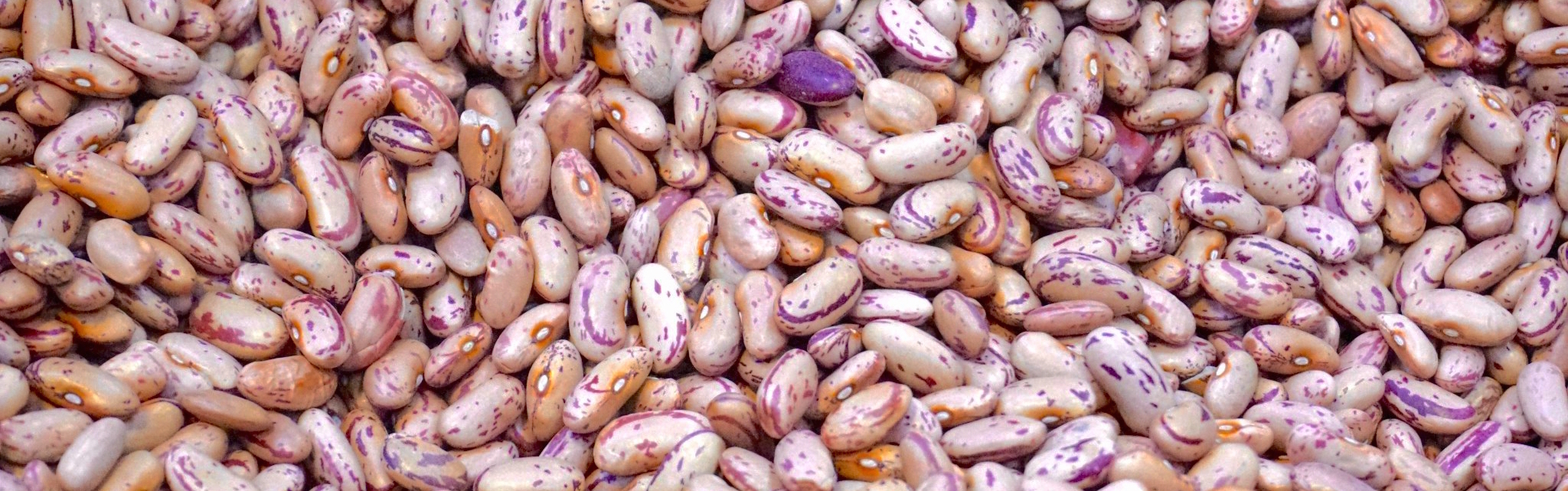 Replacing beef with beans could save the planet, because people farts are better than cow farts