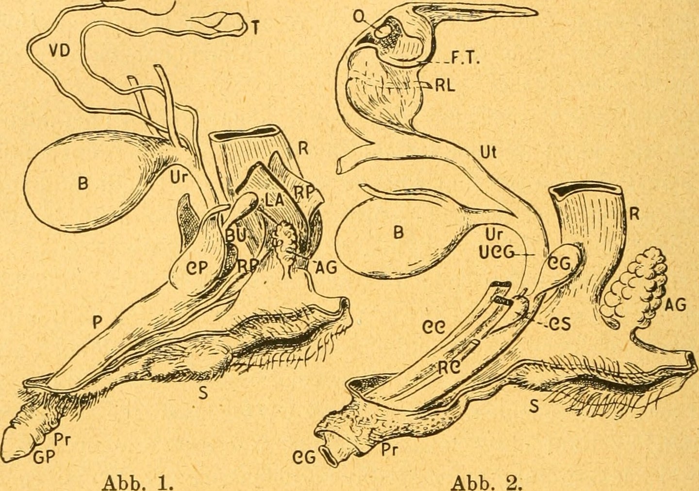 spotted hyena reproductive anatomy