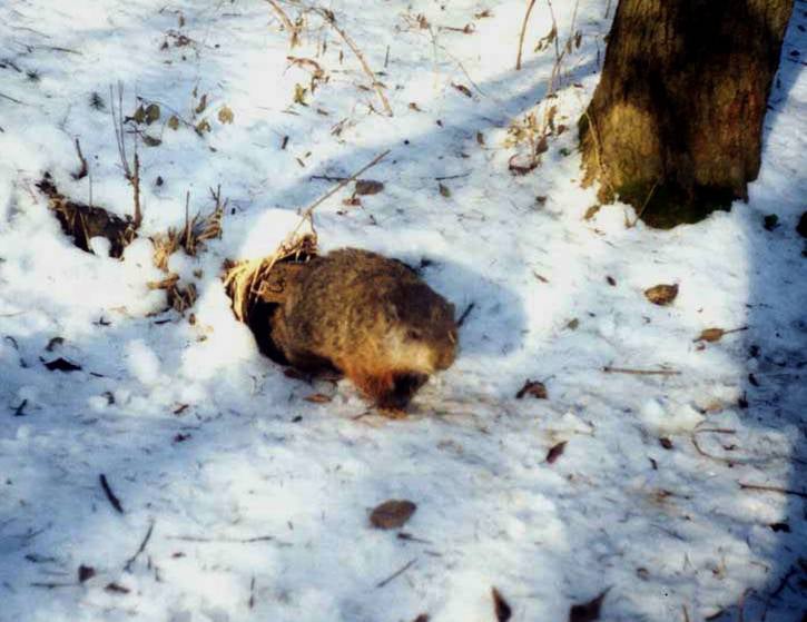 Female groundhog emerging from her burrow in late January