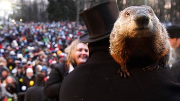 groundhog on Groundhog Day