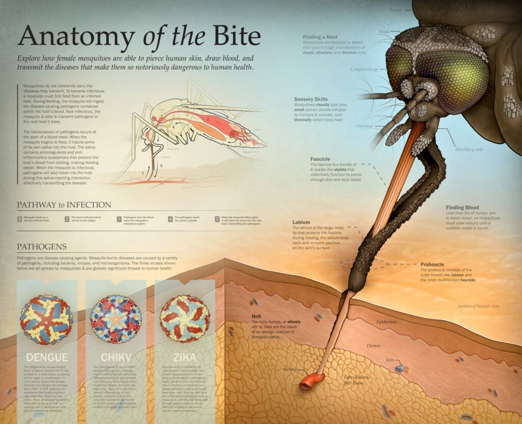 a poster covered in text and images about mosquitoes