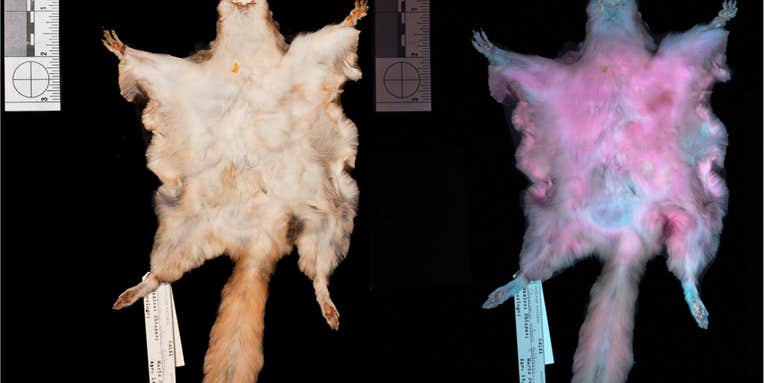 MEGAPIXELS: These flying squirrels fluoresce hot pink, and no one knows exactly why