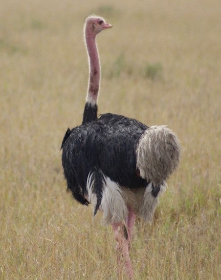 somali ostrich