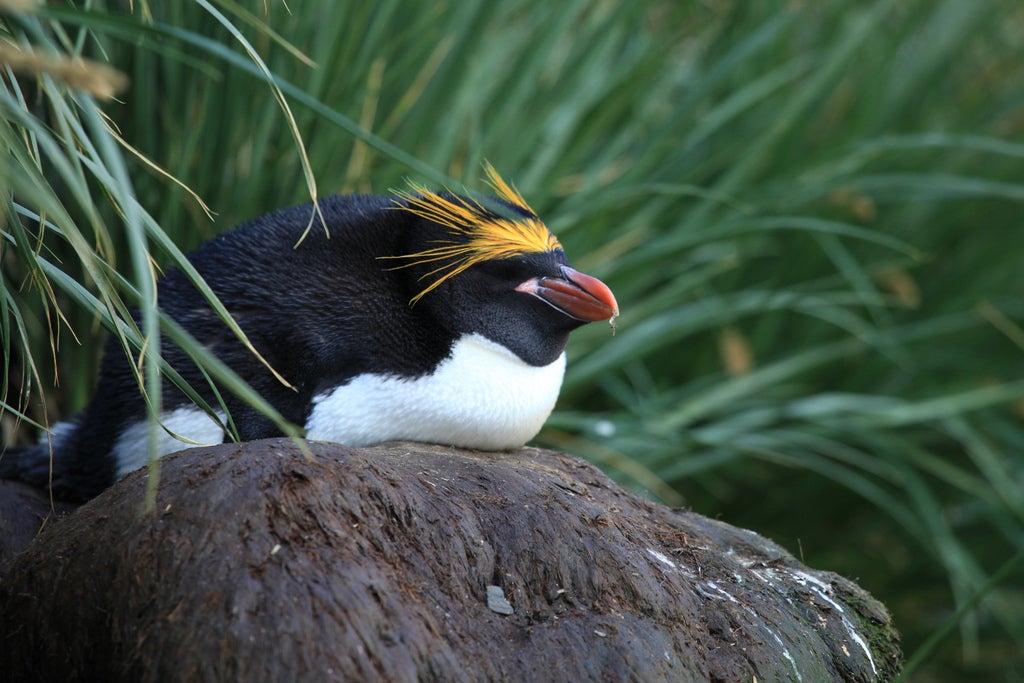 A macaroni penguin takes a little snooze on a rock.