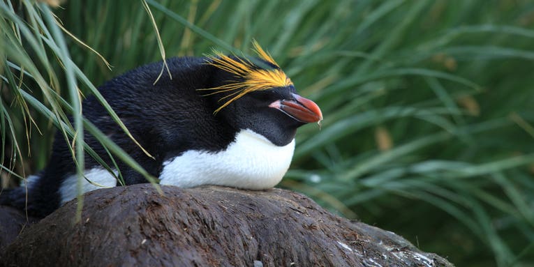 Penguins may have islands to thank for their diverse looks
