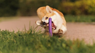 a corgi catches a frisbee but looks kind of silly doing it 