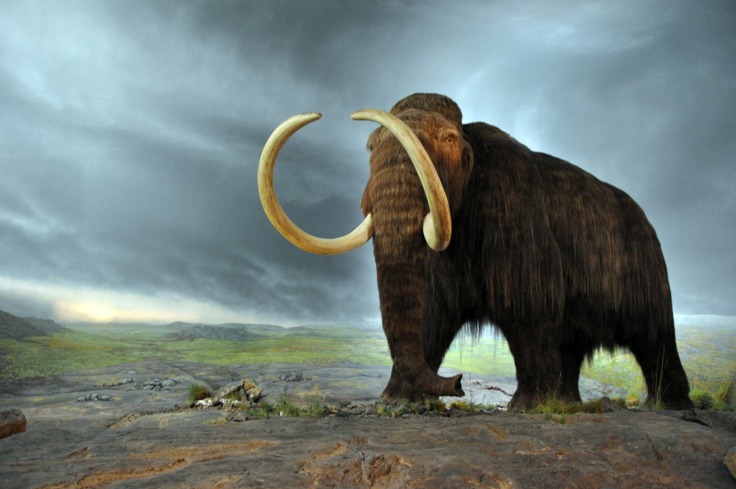 Woolly mammoths disappeared between 14,000 and 10,000 years ago due to a combination of hunting and climate change.