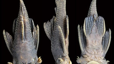 front, side, and from-below view of a tentacle-nosed catfish